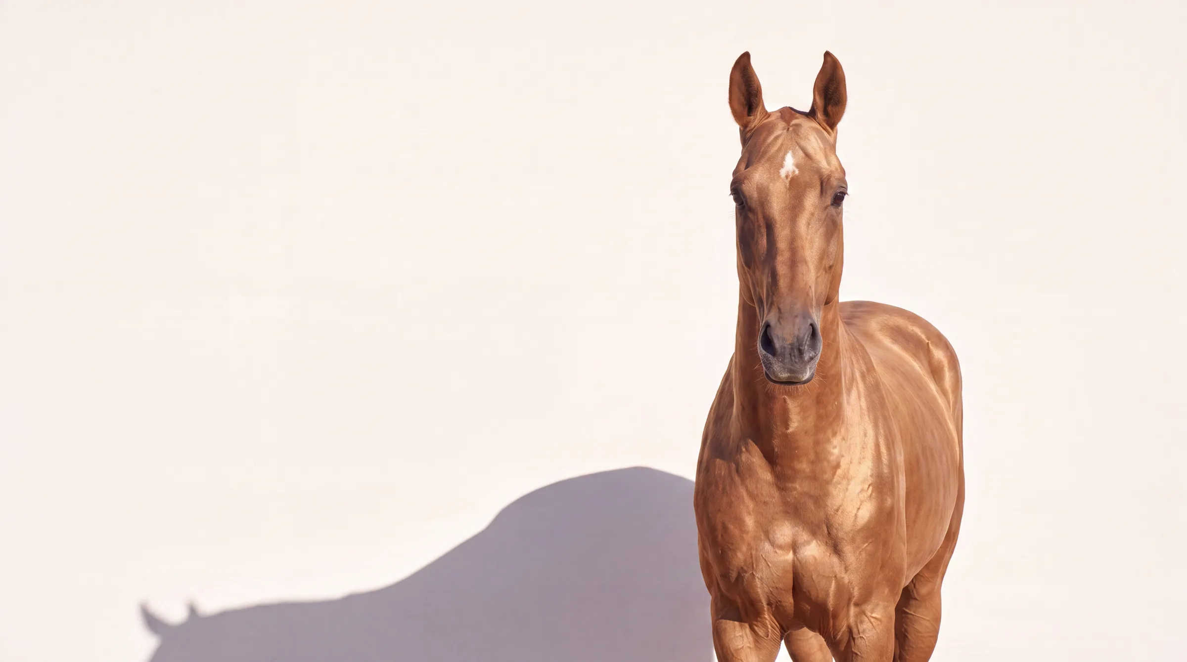 Un cheval akhal-téké de face, regardant l'objectif, sur fond clair uni