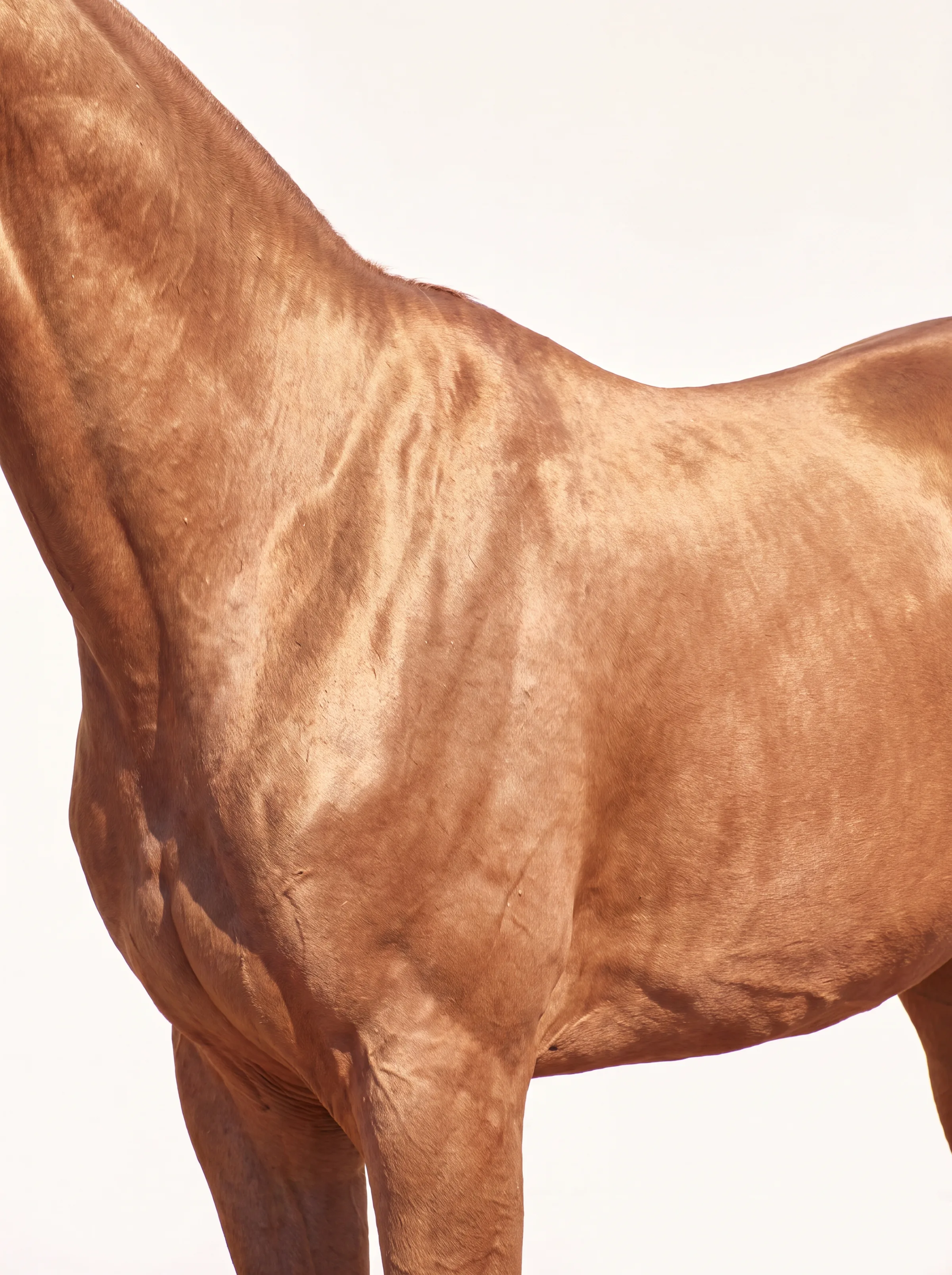 Gros plan sur l'épaule d'un cheval akhal-téké, une lumière rasante faisant courir un éclat métallique sur la robe