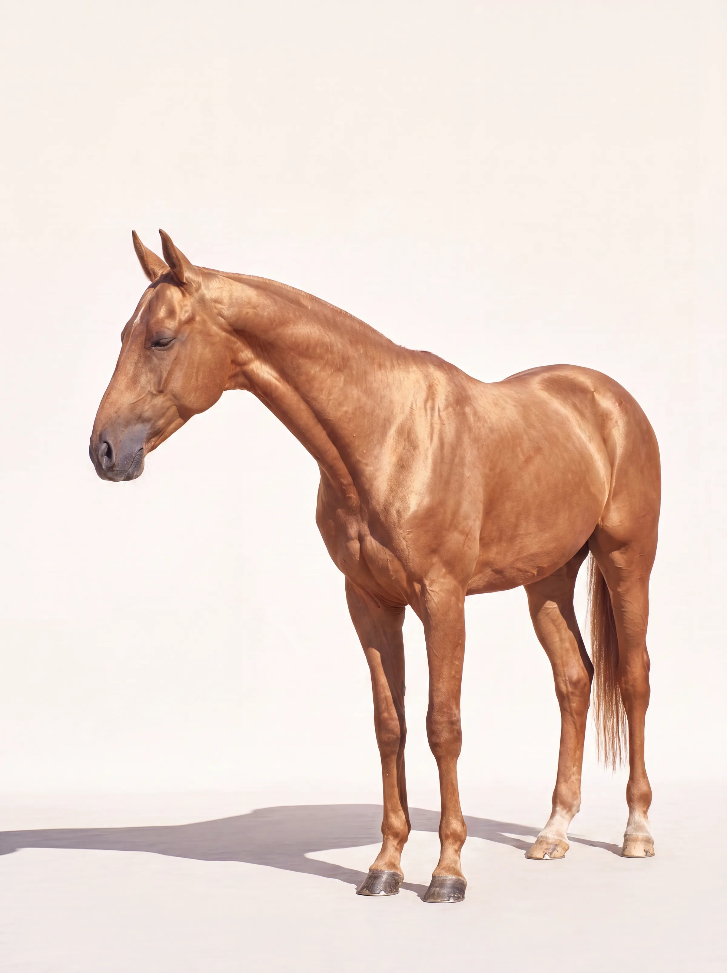 Un cheval akhal-téké seul, occupant presque tout le cadre, debout au repos, la tête légèrement basse